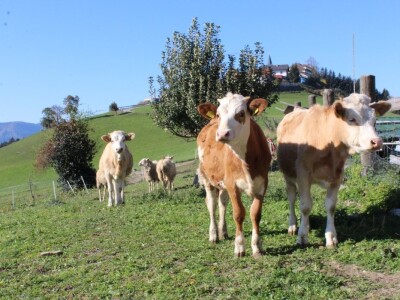 Biohof Ebenbauer - ekološka farma u austrijskim Alpama