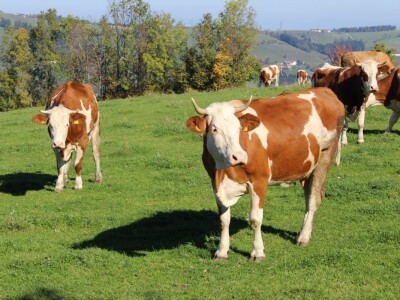 Biohof Ebenbauer - ekološka farma u austrijskim Alpama
