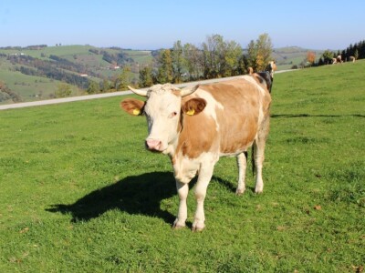 Biohof Ebenbauer - ekološka farma u austrijskim Alpama