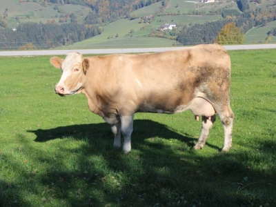 Biohof Ebenbauer - ekološka farma u austrijskim Alpama