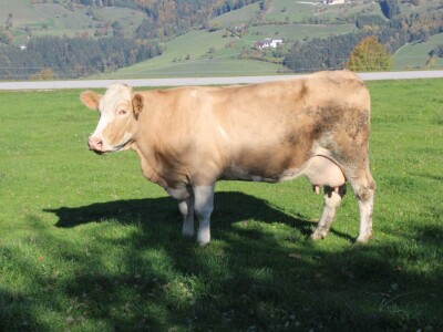 Biohof Ebenbauer - ekološka farma u austrijskim Alpama