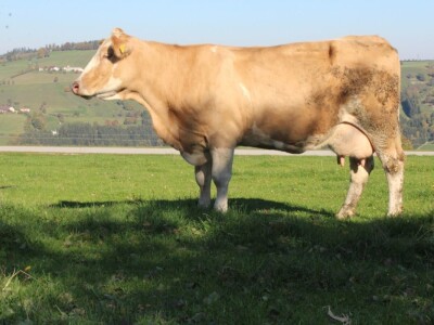 Biohof Ebenbauer - ekološka farma u austrijskim Alpima