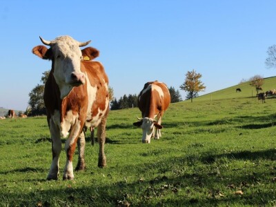 Biohof Ebenbauer - ekološka farma u austrijskim Alpima