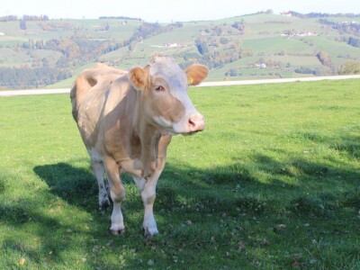 Biohof Ebenbauer - ekološka farma u austrijskim Alpima