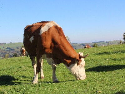 Biohof Ebenbauer - ekološka farma u austrijskim Alpima