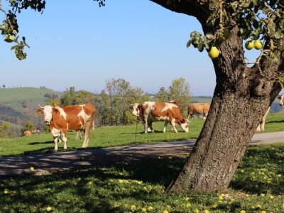 Biohof Ebenbauer - ekološka farma u austrijskim Alpima