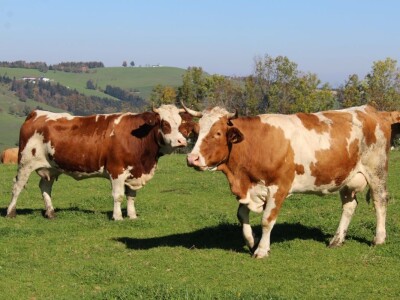 Biohof Ebenbauer - ekološka farma u austrijskim Alpima