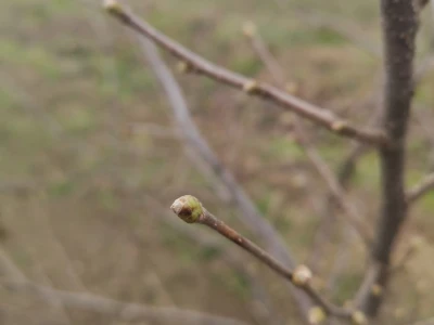 BIOinput predavanje i pokazna rezidba lijeske