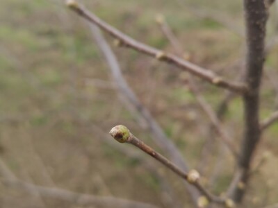 BIOinput predavanje i pokazna rezidba lijeske