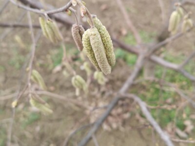 BIOinput predavanje i pokazna rezidba lijeske