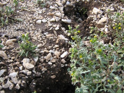 Biokovo i Mosor, novo stanište medvjeda? Biokovo i Mosor, novo stanište medvjeda?