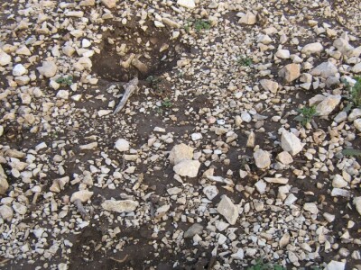 Biokovo i Mosor, novo stanište medvjeda? Biokovo i Mosor, novo stanište medvjeda?