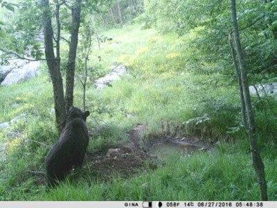 Biokovo i Mosor, novo stanište medvjeda? Biokovo i Mosor, novo stanište medvjeda?