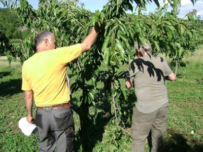 Biokovo i Mosor, novo stanište medvjeda? Biokovo i Mosor, novo stanište medvjeda?