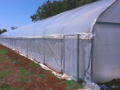 Plastenik 500 m2 u okolici Zadra