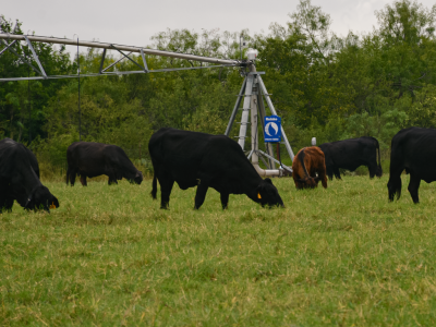 Bioplan - sustavi navodnjavanja Reinke