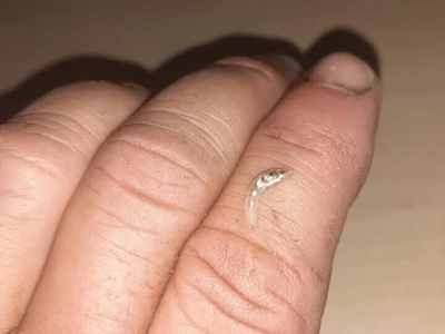Bioraznolikost nisu samo bubamare i pčele