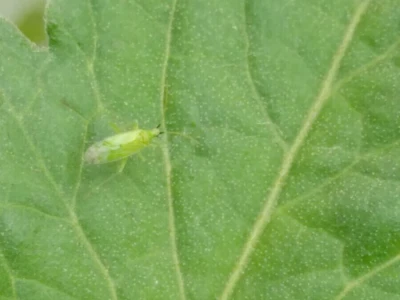 Bioraznolikost nisu samo bubamare i pčele