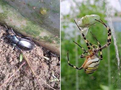 Bioraznolikost nisu samo bubamare i pčele