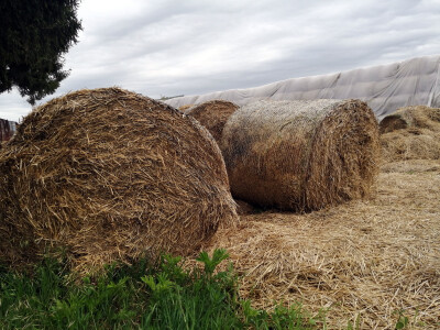 U tvrtki Biovinis godišnje proizvedu više od tisuću tona biostelje U tvrtki Biovinis godišnje proizvedu više od tisuću tona biostelje