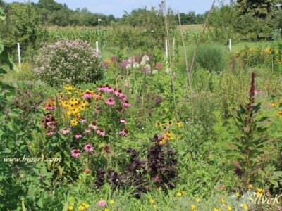 Cvjetni detalj iz biovrta