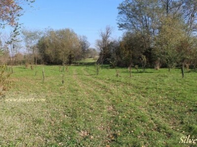 Voćnjak iza biovrta