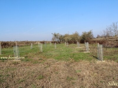 Posađene stare sorte voća