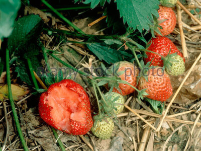 Sa terena - šteta na voću