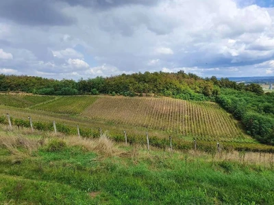 Biskupijski vinograd u župi Mahovljani