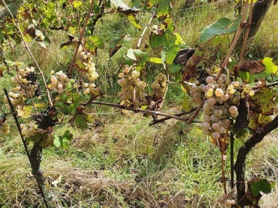 Biskupijski vinograd u župi Mahovljani