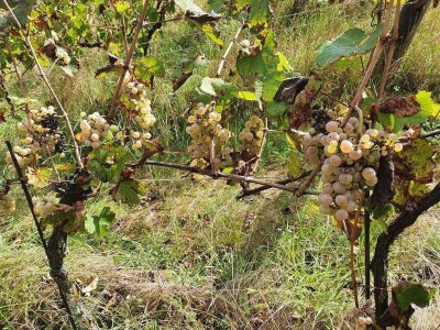 Biskupijski vinograd u župi Mahovljani Biskupijski vinograd u župi Mahovljani