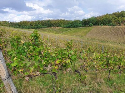 Biskupijski vinograd u župi Mahovljani Biskupijski vinograd u župi Mahovljani