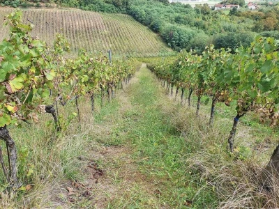 Biskupijski vinograd u župi Mahovljani