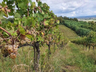 Biskupijski vinograd u župi Mahovljani Biskupijski vinograd u župi Mahovljani