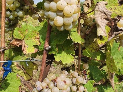 Biskupijski vinograd u župi Mahovljani