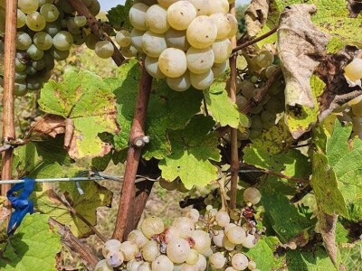 Biskupijski vinograd u župi Mahovljani Biskupijski vinograd u župi Mahovljani