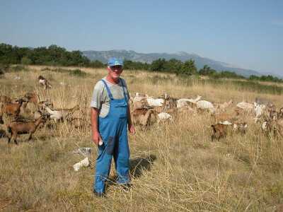 Bitelićki stočar Boro Stojić uz svoje stado koza i jarića