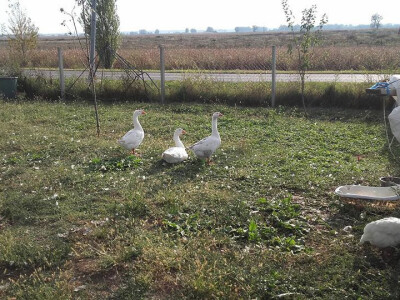 seljačko domaćinstvo Ana