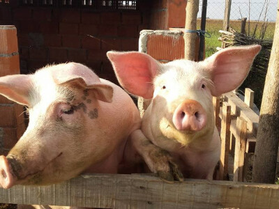 seljačko domaćinstvo Ana