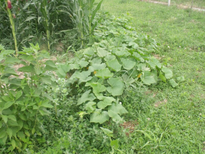 seljačko domaćinstvo Ana