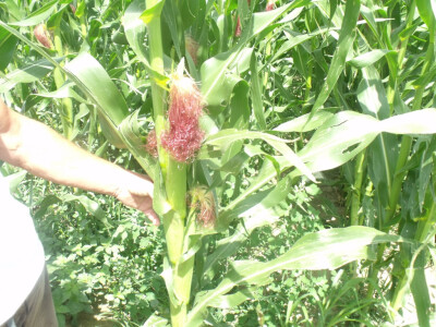 seljačko domaćinstvo Ana