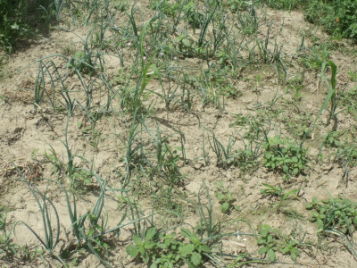 seljačko domaćinstvo Ana