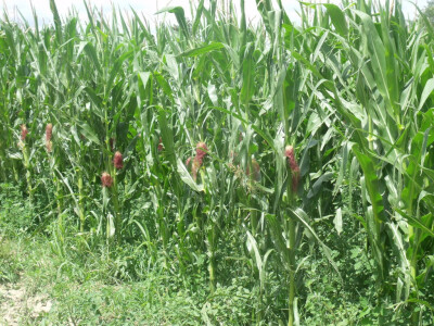 seljačko domaćinstvo Ana