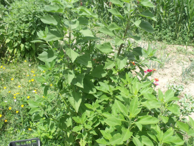 seljačko domaćinstvo Ana