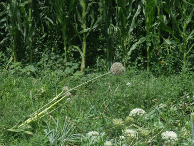 seljačko domaćinstvo Ana