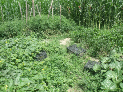 seljačko domaćinstvo Ana