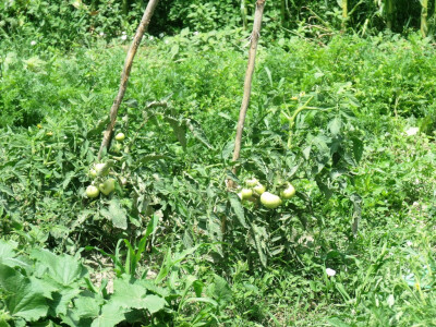 seljačko domaćinstvo Ana