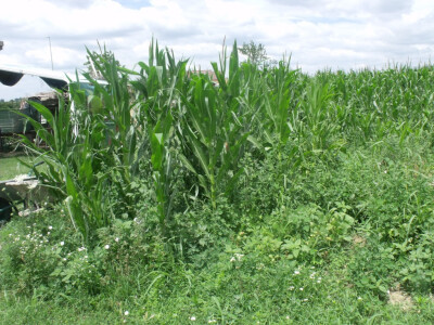 seljačko domaćinstvo Ana