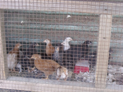 seljačko domaćinstvo Ana