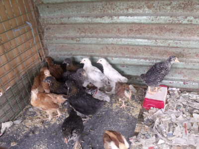 seljačko domaćinstvo Ana